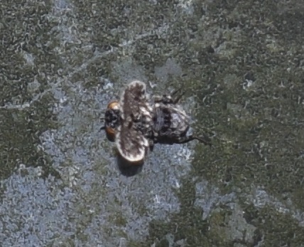 Callopistromyia annulipes (Ulidiidae)